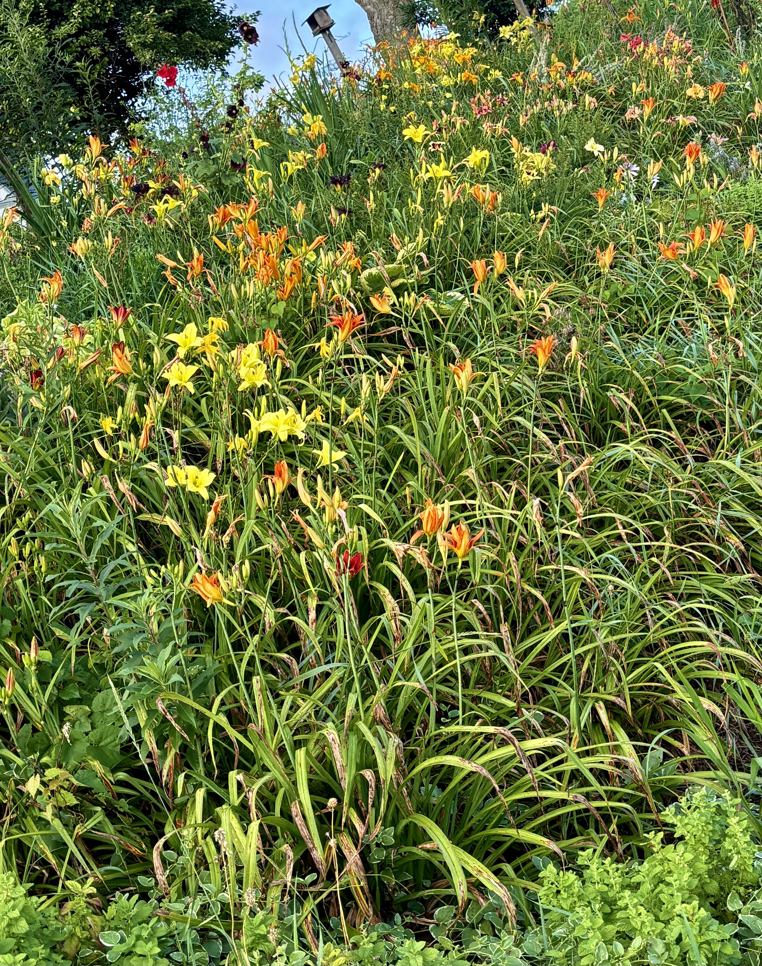 Refreshed by the Rain